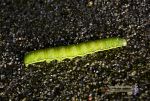 Oruga verde de lepidoptero Reducc.jpg